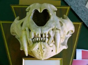 Photograph of the skull of a big cat.